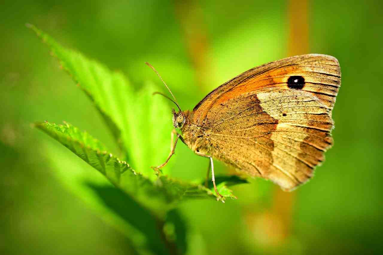 papillon, insectes, des animaux