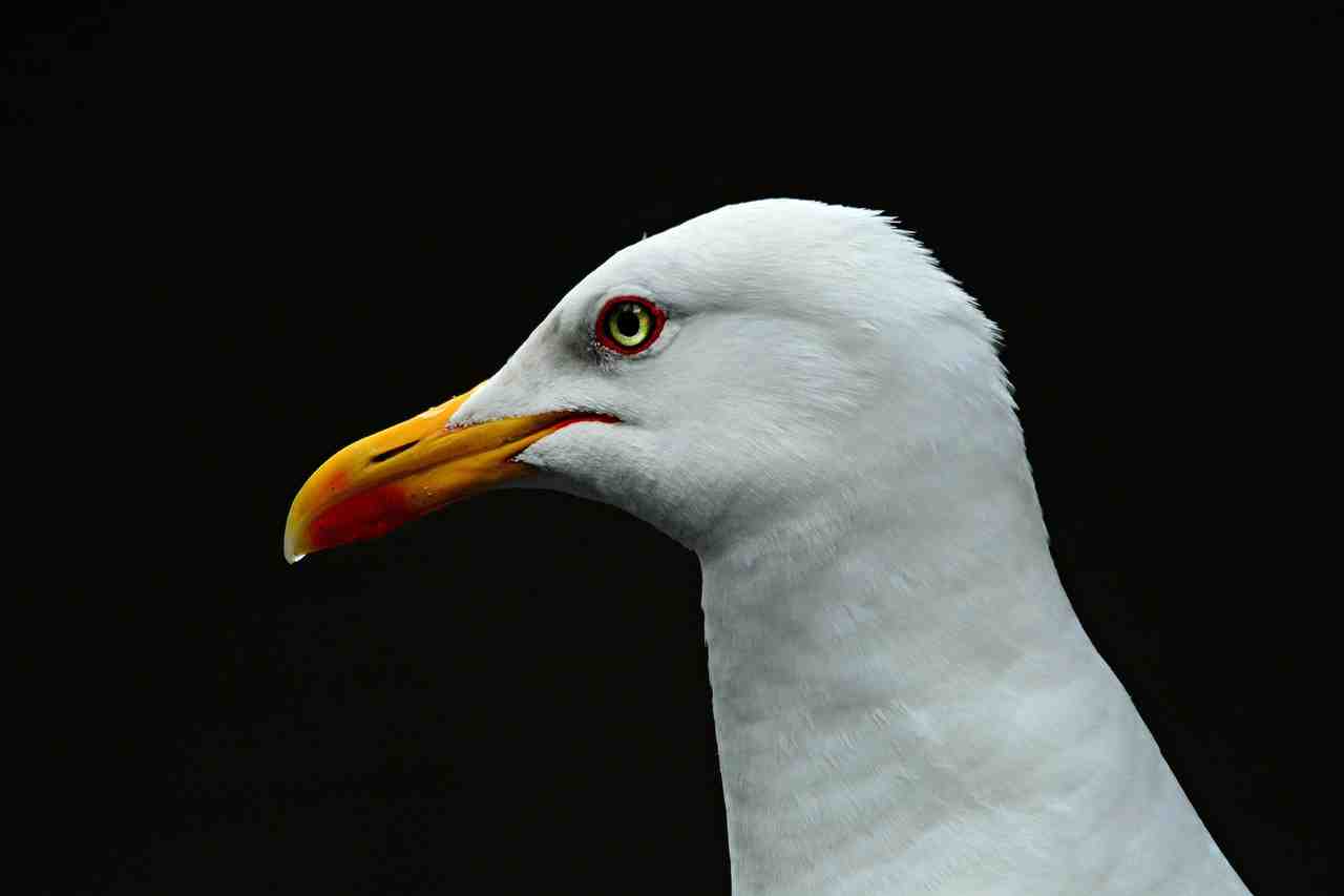 sea gull, oiseau de mer, des animaux